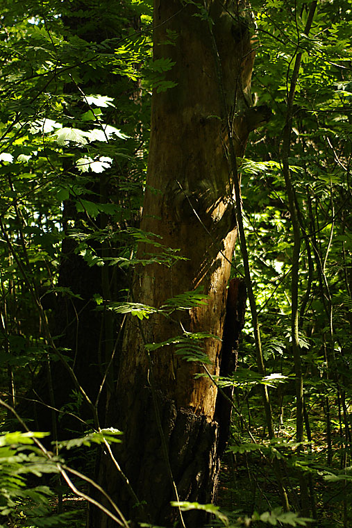 Viktig skog