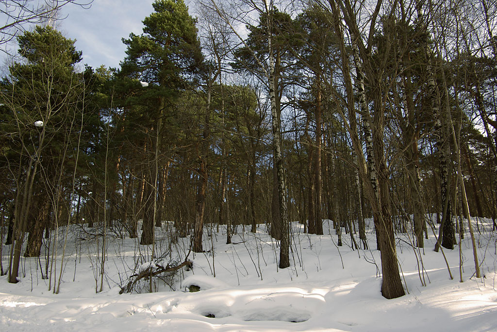 Parklommen med vinterskog