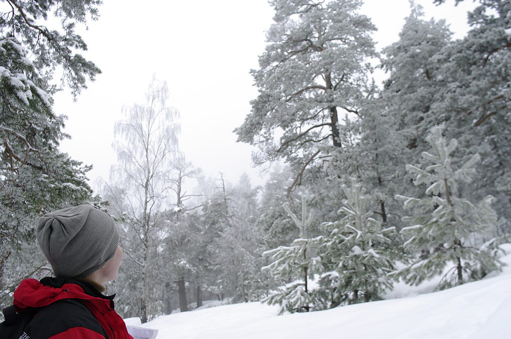 Trolsk vinterskog
