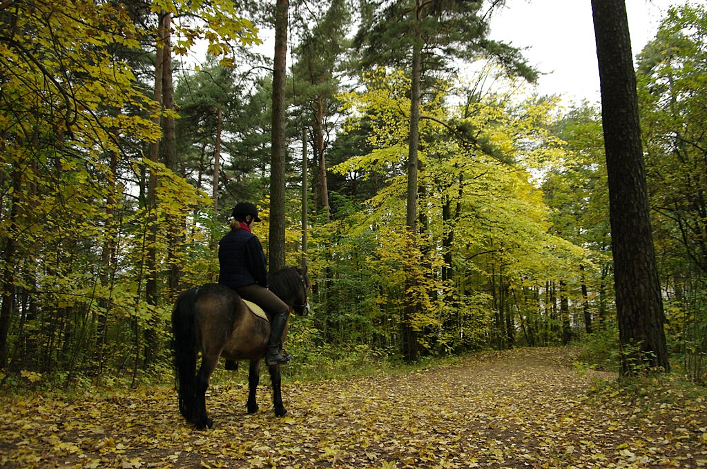 Rytter i skulpturpark ?