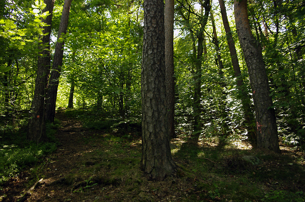 Samferdsel i biologisk viktig skog