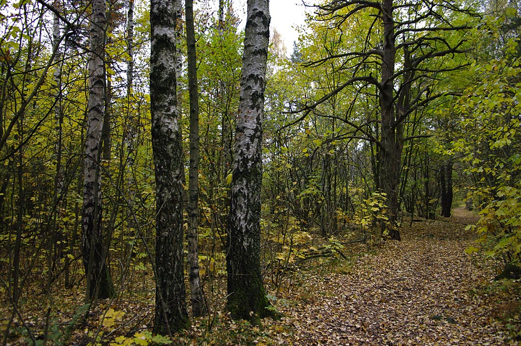 Sti øst for steingarden
