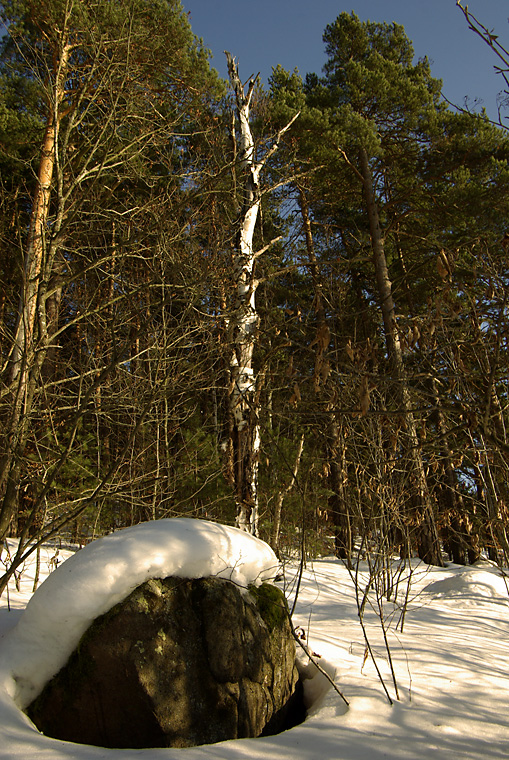 Hekketre ved paviljongtomta