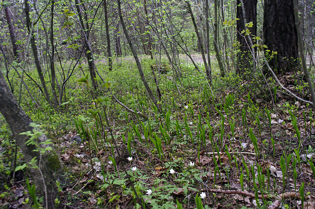 Sårbar bunnvegetasjon