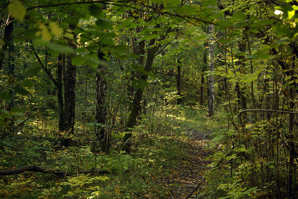 Frodig skog dekkes av vannspeil