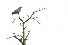 Skogdue i skogen mellom slettene