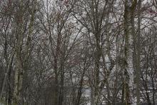 Skog med biologisk mangfold