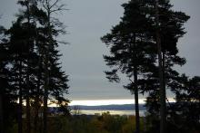 Solnedgang med spettetre