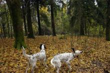 Hyttebygging og hundeliv