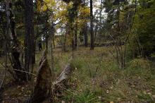 På tur i skulpturstiskog