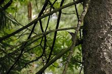 Grønnspettunge i granskog