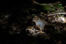 Et lite streif av sol