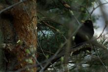 Svarttrost i parklommen