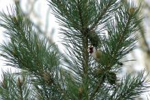 Stillits i Tyskertrappa