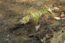 Grønnsisik på Småfuglstien