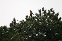 Grankorsnebb i spetteskogen