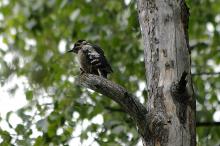 Flaggspettunger hvert år