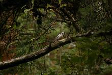 Flaggspett i gondolskogen