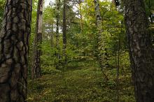 Gonolskogens rike bunn