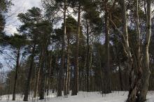 Hogst av gondolskog ?