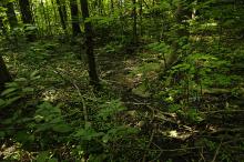 Sigevannspåvirket Lågurtskog